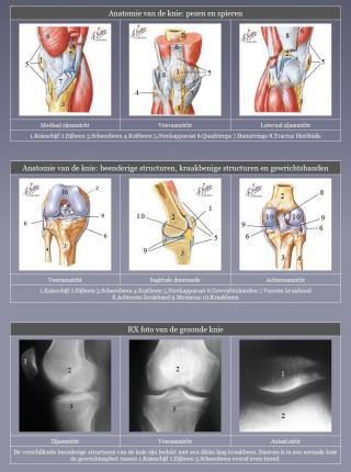 The healthy knee joint