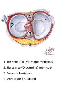 Anatomie meniscus